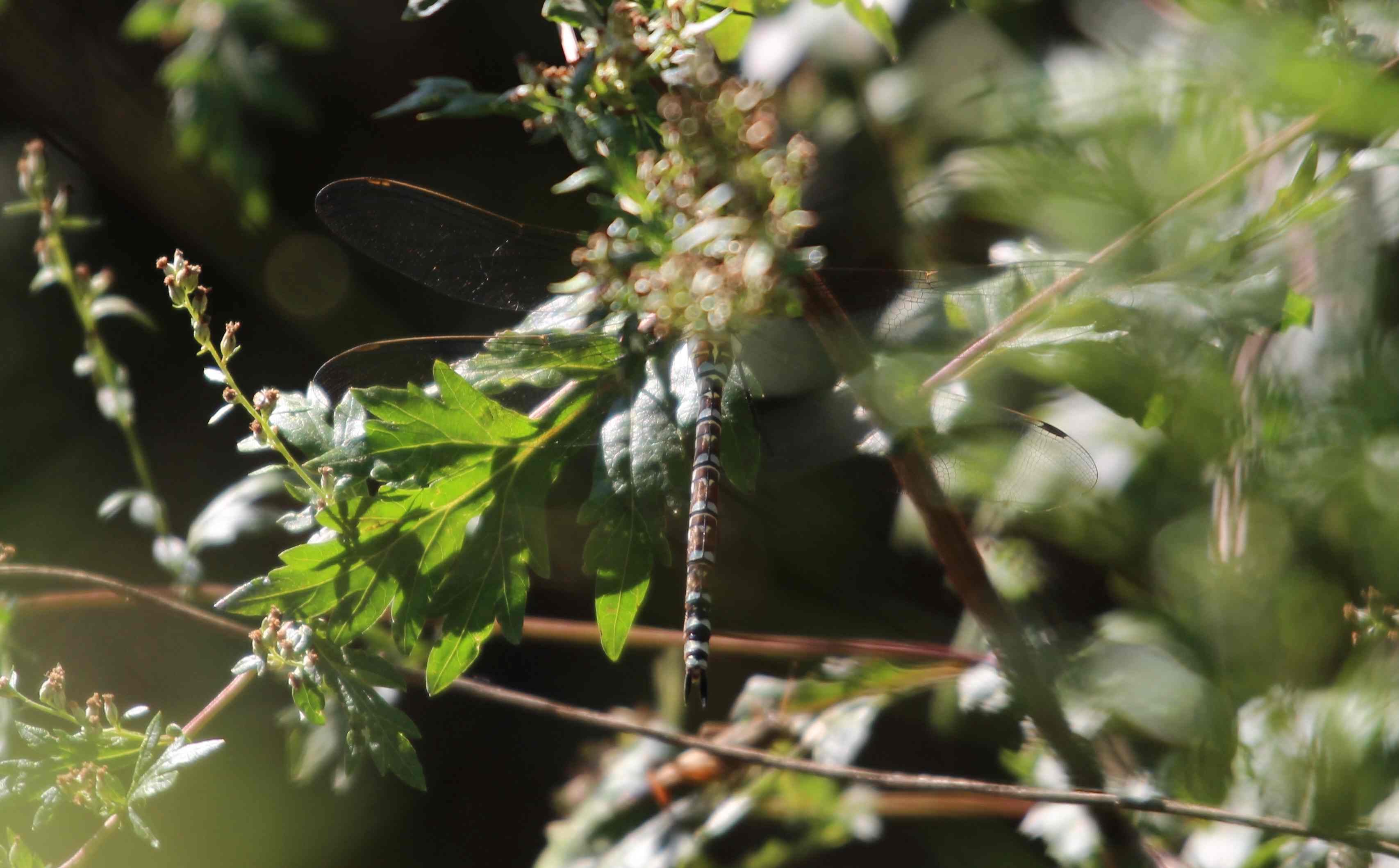 solo addome e ali... [Aeshna cyanea]
